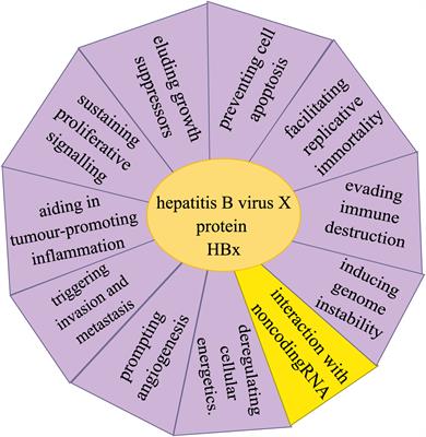 Mechanism of HBx carcinogenesis interaction with non-coding RNA in hepatocellular carcinoma